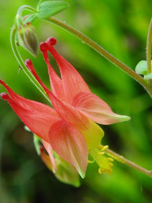 Aquilegia Canadensis Art Print featuring the photograph Red Columbine Flower #1 by Sharon Popek