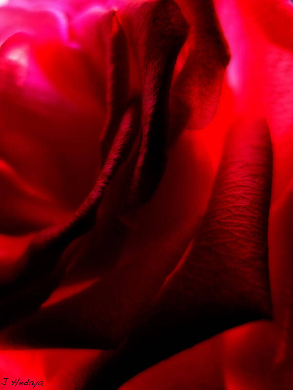 Rose Art Print featuring the photograph Red Petal Macro 3 #1 by Joseph Hedaya