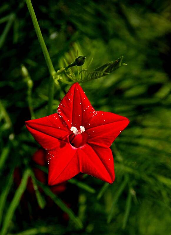 Scarlet Morning Glory Art Print featuring the photograph Scarlet Morning Glory #1 by Ramabhadran Thirupattur