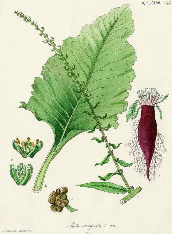 Spinach Beet Art Print featuring the photograph Spinach Beet #1 by Natural History Museum, London/science Photo Library