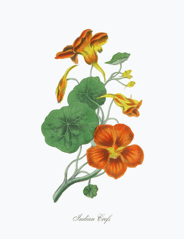 Victorian Botanical Illustration Of Art by Photos.com