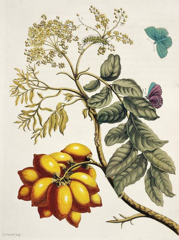 Blossom Art Print featuring the photograph Insects Of Surinam by Natural History Museum, London/science Photo Library