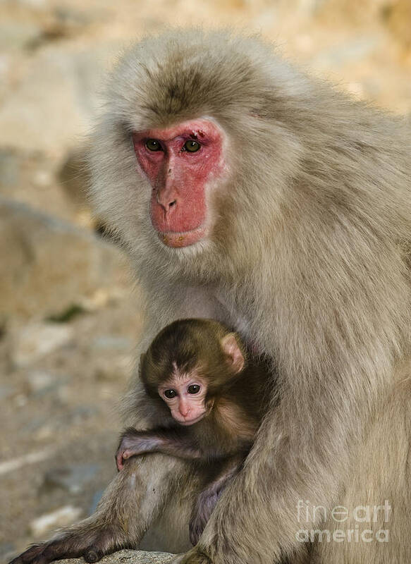 Asia Art Print featuring the photograph Snow Monkeys, Japan #11 by John Shaw