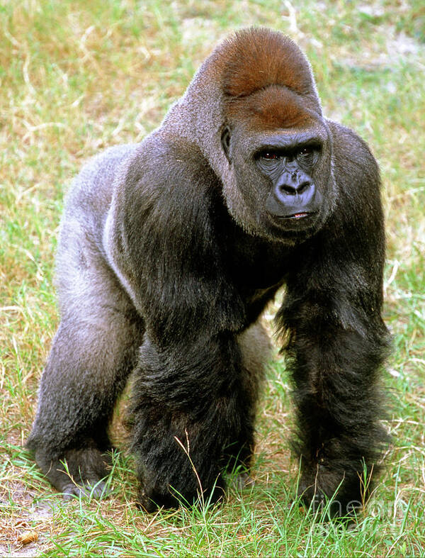 Animal Art Print featuring the photograph Western Lowland Gorilla #15 by Millard H. Sharp