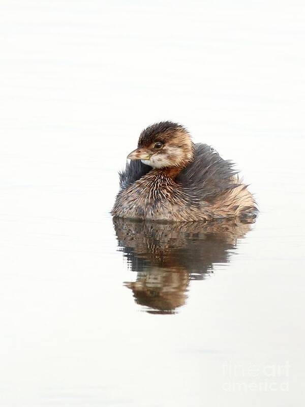 Nature Art Print featuring the photograph Pied-billed Grebe #18 by Jack R Brock