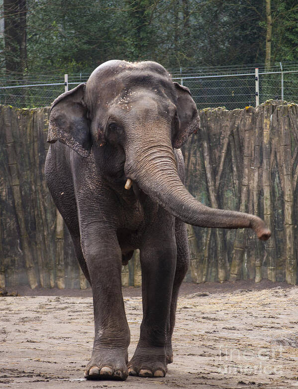 Washington Metro Park Zoo Art Print featuring the photograph Asian Elephant #2 by M J