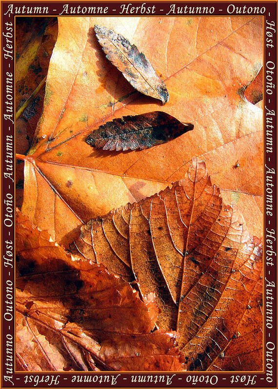 Autumn Leaves Art Print featuring the photograph Autumn Leaves 1 #2 by Helene U Taylor