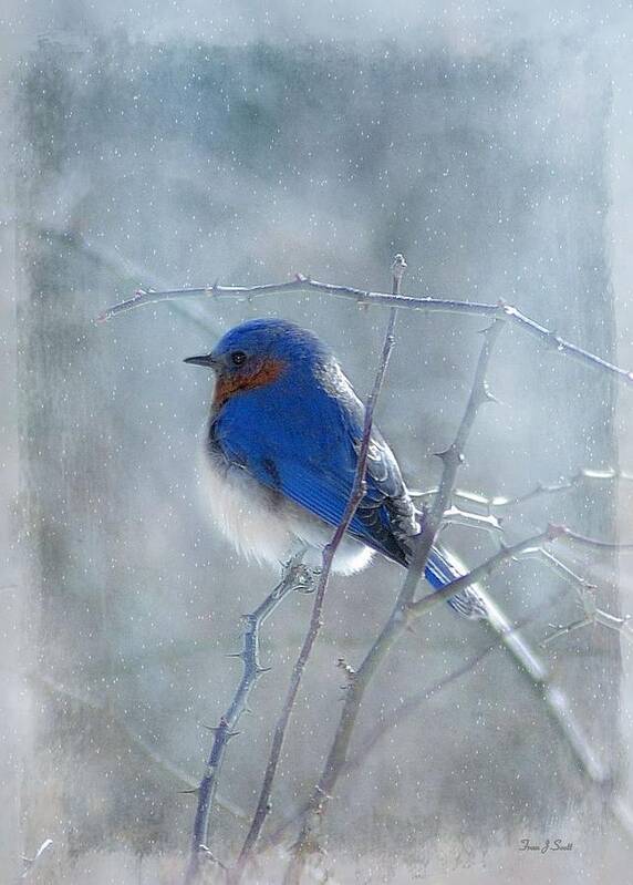 Birds Art Print featuring the photograph Blue Bird by Fran J Scott