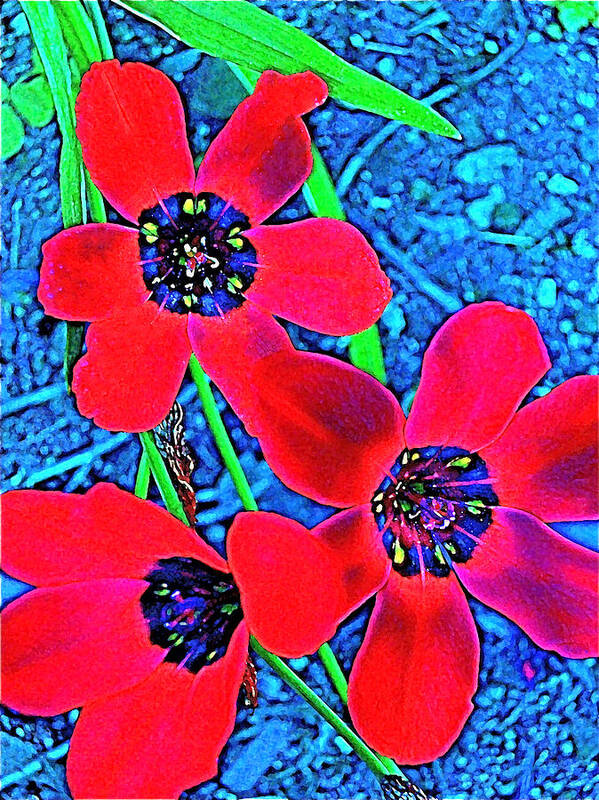 Flowers Art Print featuring the photograph Color 1 #2 by Pamela Cooper