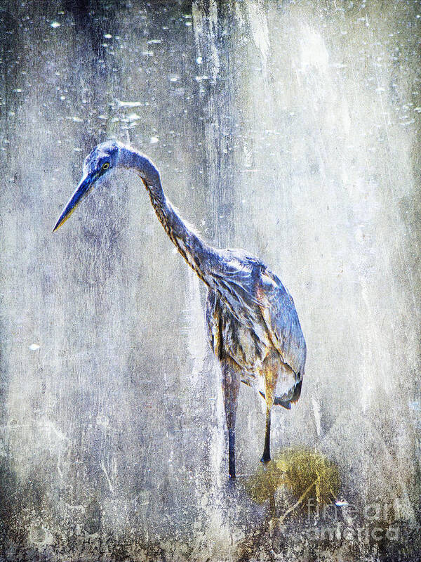 Heron Art Print featuring the photograph Great Blue Heron - Ardea herodias by Carol Senske
