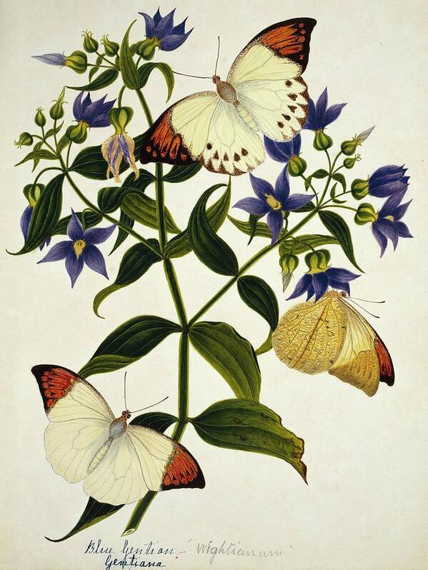 Gentiana Art Print featuring the photograph Indian Butterflies And Flowers by Natural History Museum, London/science Photo Library