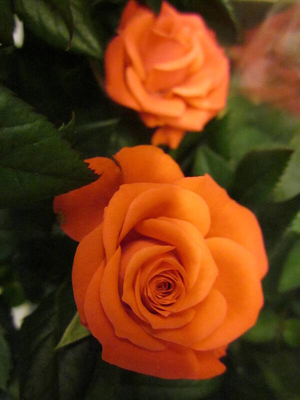 Flowerromance Art Print featuring the photograph Orange delight #2 by Rosita Larsson