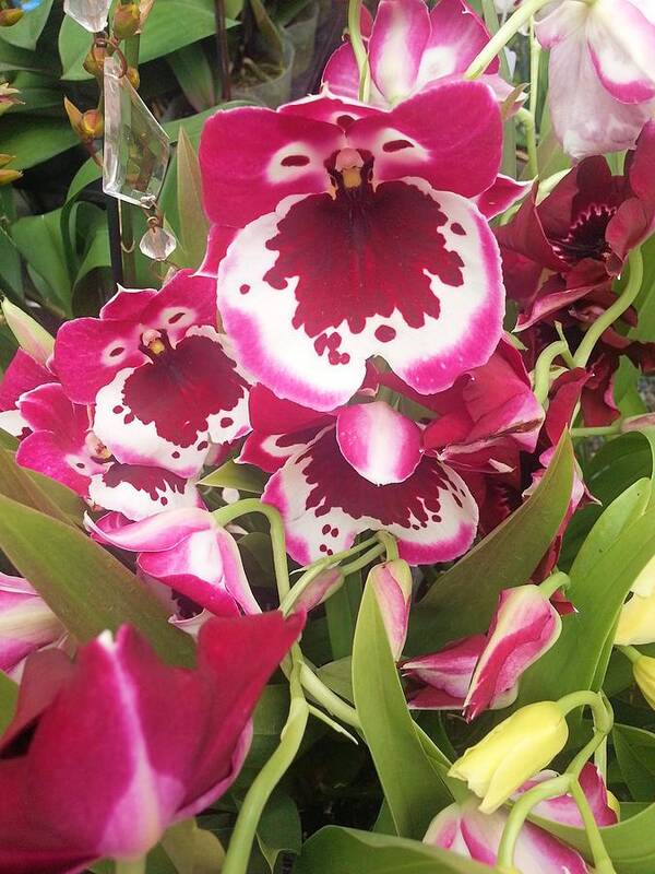 Orchid Art Print featuring the photograph Orchids #2 by Jane Girardot