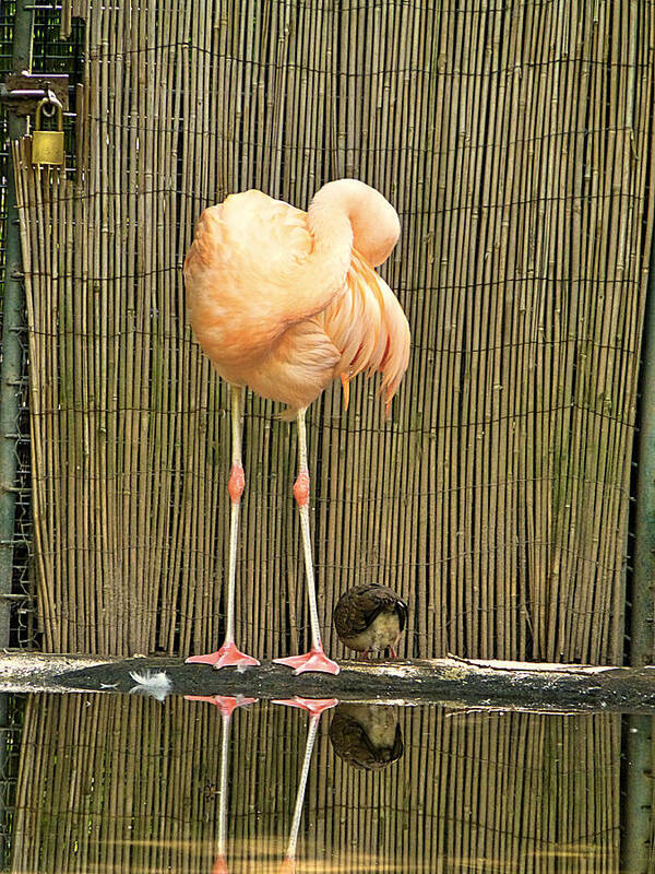 Flamingo Art Print featuring the photograph Flamingo locked by Girish J