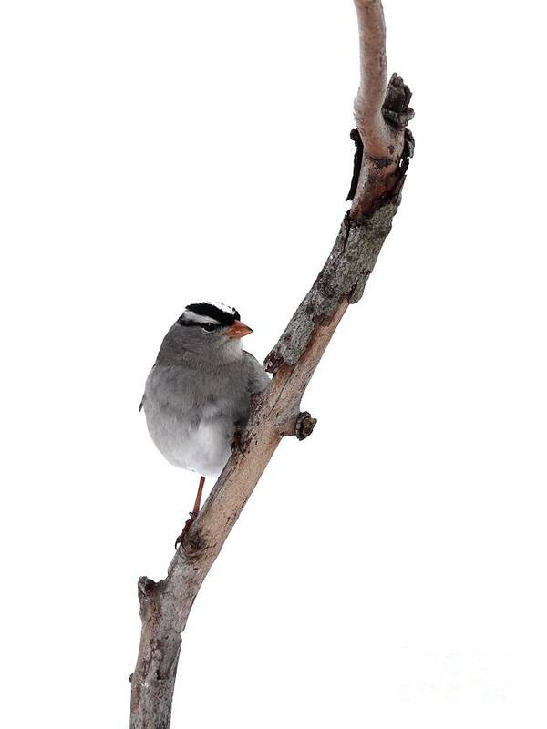Nature Art Print featuring the photograph White-throated Sparrow #26 by Jack R Brock