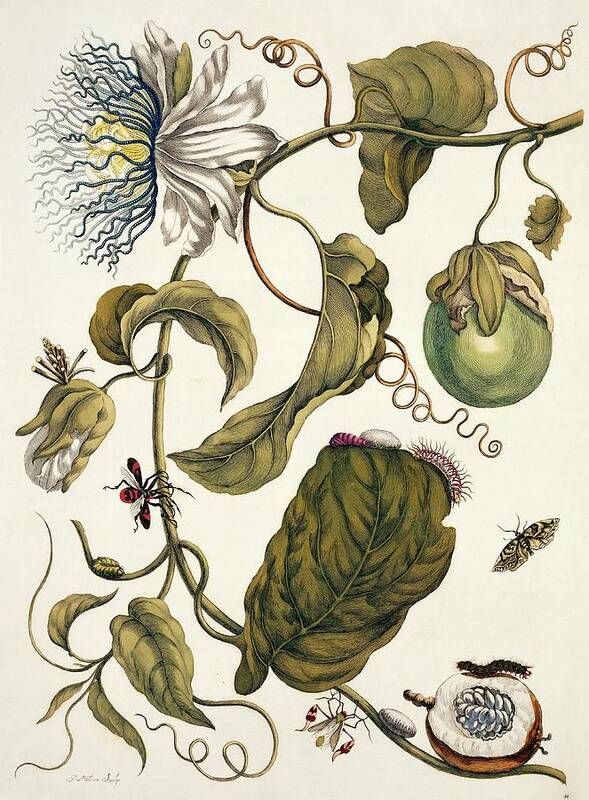 Passiflora Art Print featuring the photograph Insects Of Surinam #29 by Natural History Museum, London/science Photo Library