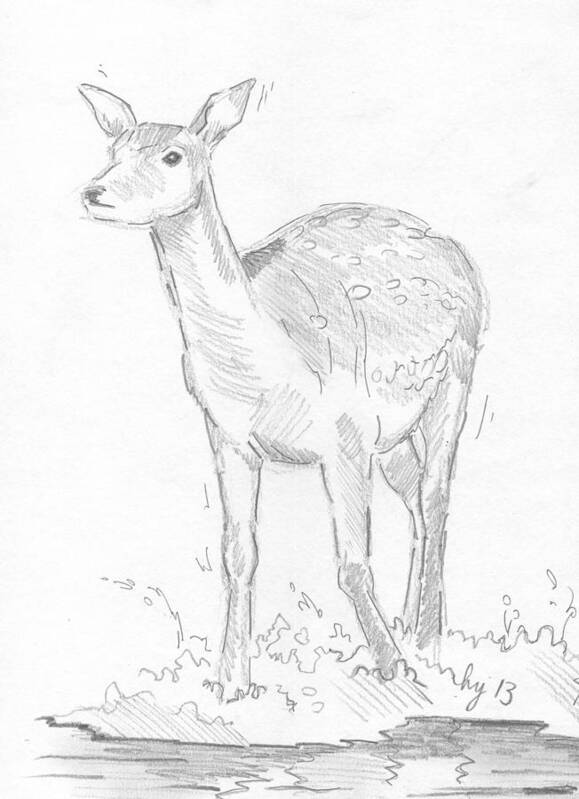 Deer Art Print featuring the drawing Deer #3 by Mike Jory