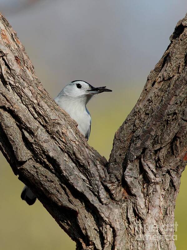 Nature Art Print featuring the photograph White-breasted Nuthatch #36 by Jack R Brock