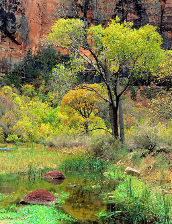 America Art Print featuring the photograph Zion National Park, Utah #4 by Scott T. Smith