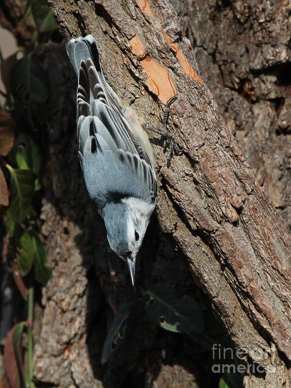 Nature Art Print featuring the photograph White-breasted Nuthatch #41 by Jack R Brock