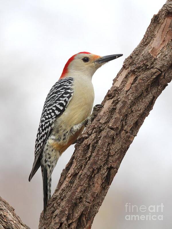 Nature Art Print featuring the photograph Red-bellied Woodpecker #49 by Jack R Brock