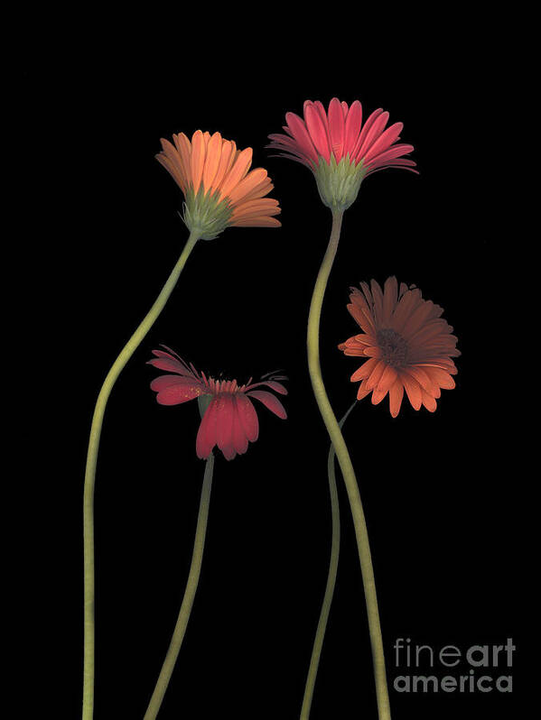 Black Art Print featuring the photograph 4Daisies on Stems by Heather Kirk
