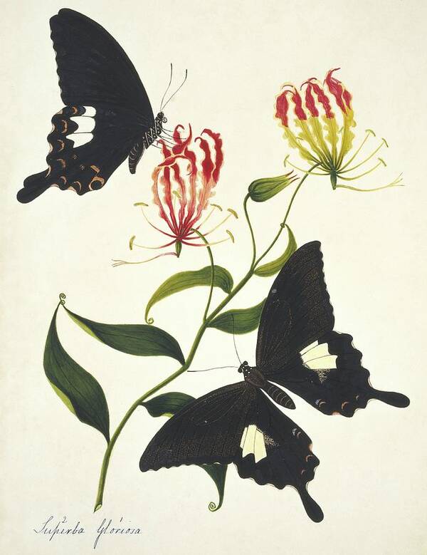 Gloriosa Superba Art Print featuring the photograph Indian Butterflies And Flowers #5 by Natural History Museum, London/science Photo Library