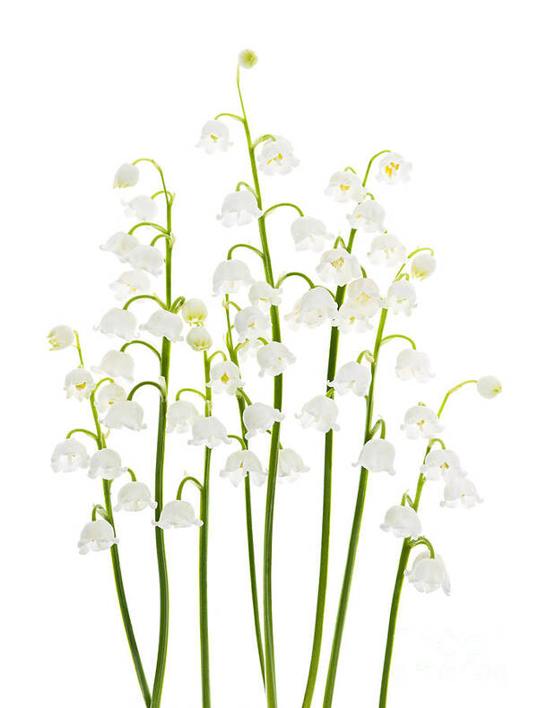 Flower Art Print featuring the photograph Lily-of-the-valley flowers arrangement by Elena Elisseeva