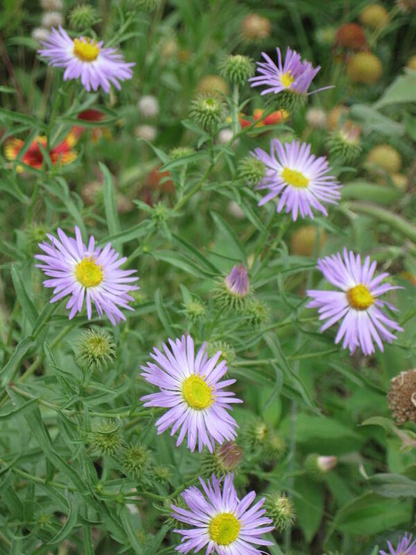 Asters Art Print featuring the photograph 6 Asters Left by Ron Monsour