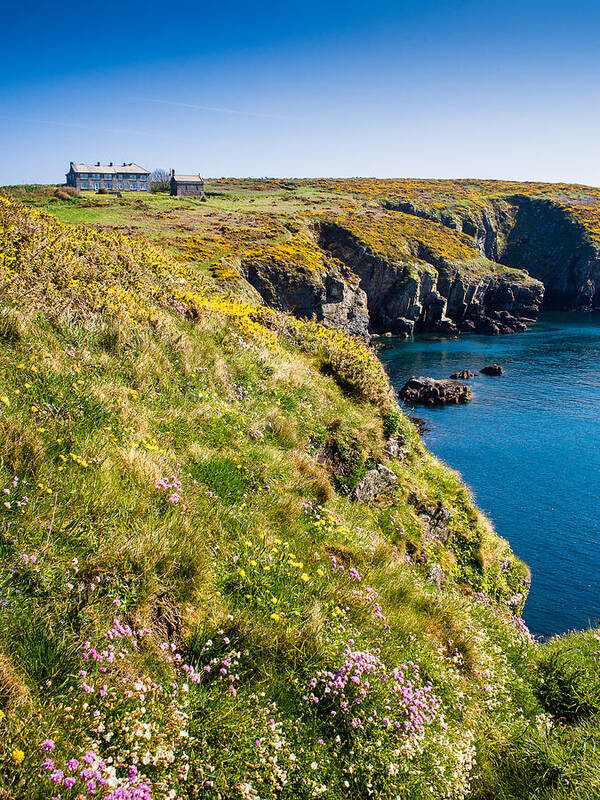 Armeria Maritima Art Print featuring the photograph St Non's Bay Pembrokeshire #8 by Mark Llewellyn