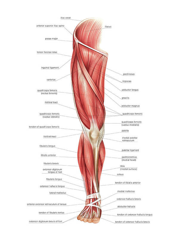Diagram Illustrating Muscle Groups On Front Of Human Legs