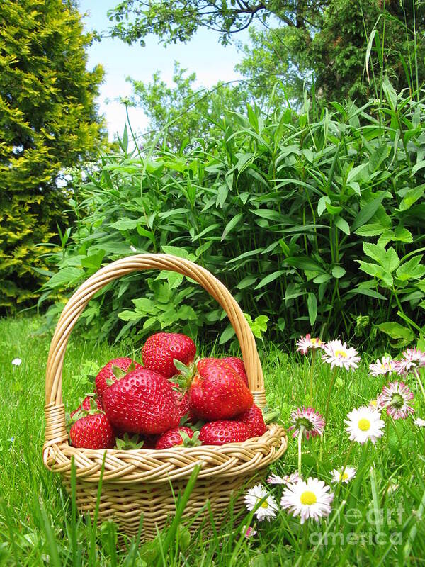 Strawberries Art Print featuring the photograph A basket of Strawberries by Ausra Huntington nee Paulauskaite