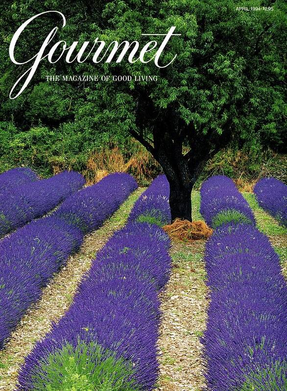 Garden Art Print featuring the photograph A Gourmet Cover Of A Lavender Field by Julian Nieman