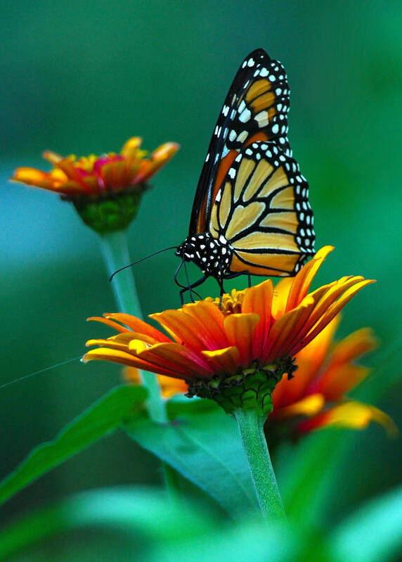 A Monarch Butterfly Art Print featuring the photograph A Monarch II by Raymond Salani III