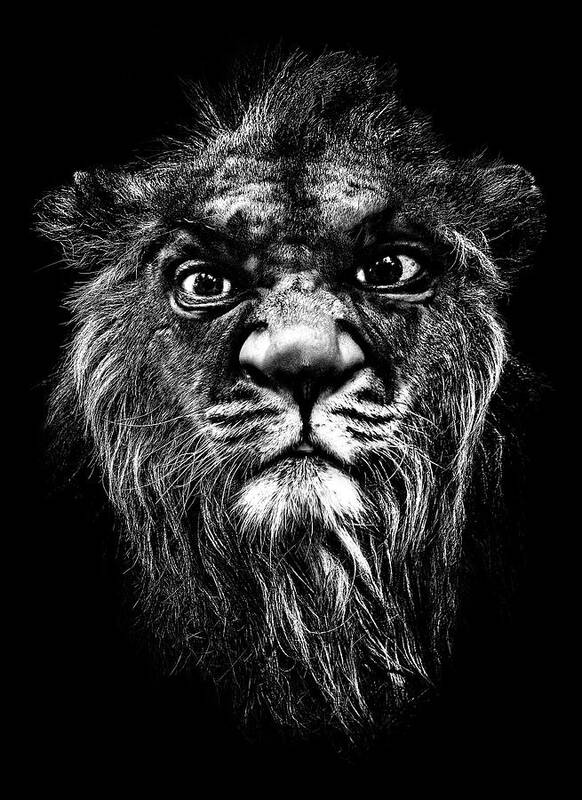 Lion Art Print featuring the photograph A Portrait Of The Artist As A Young Lion by Meirion Matthias