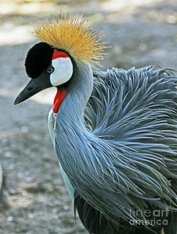 Bird Art Print featuring the photograph African Crowned Crane by Larry Nieland