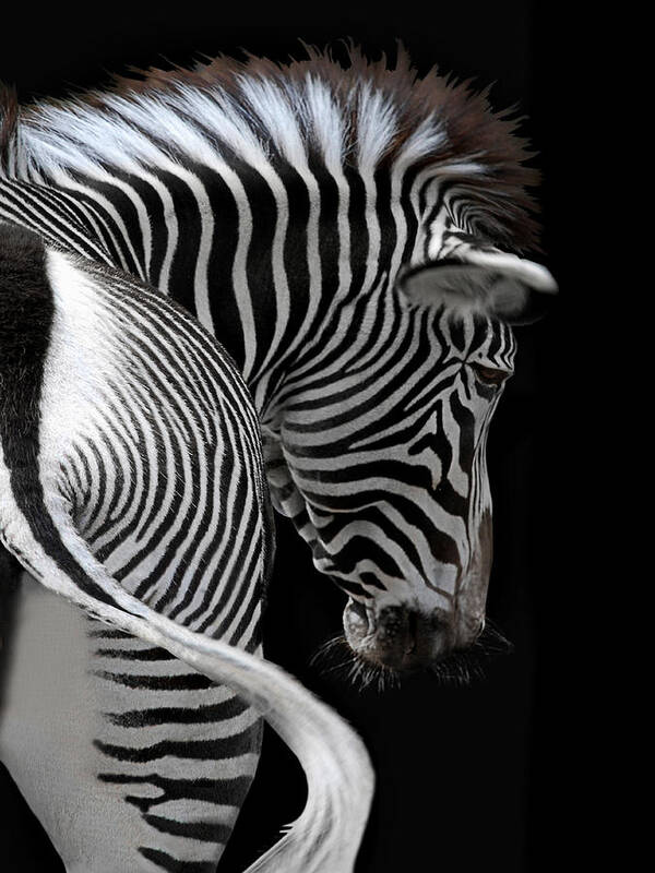 Animal Art Print featuring the photograph african stripes II by Joachim G Pinkawa