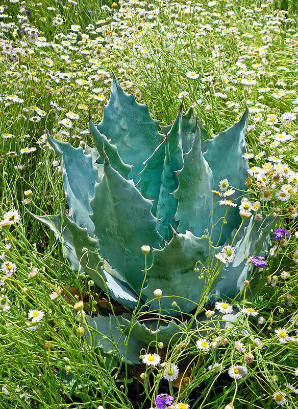 Agave Art Print featuring the photograph Agave Swaddled in Asters by Robert Meyers-Lussier