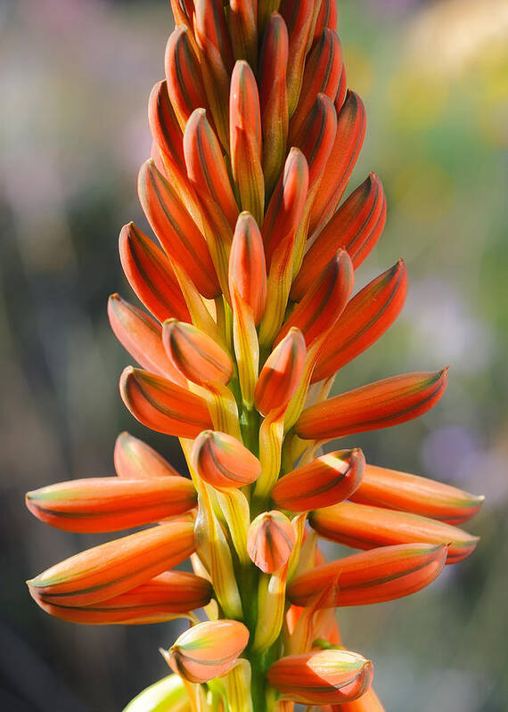 Aloe Art Print featuring the photograph Aloe Gariepensis Flowers by Michael Newberry