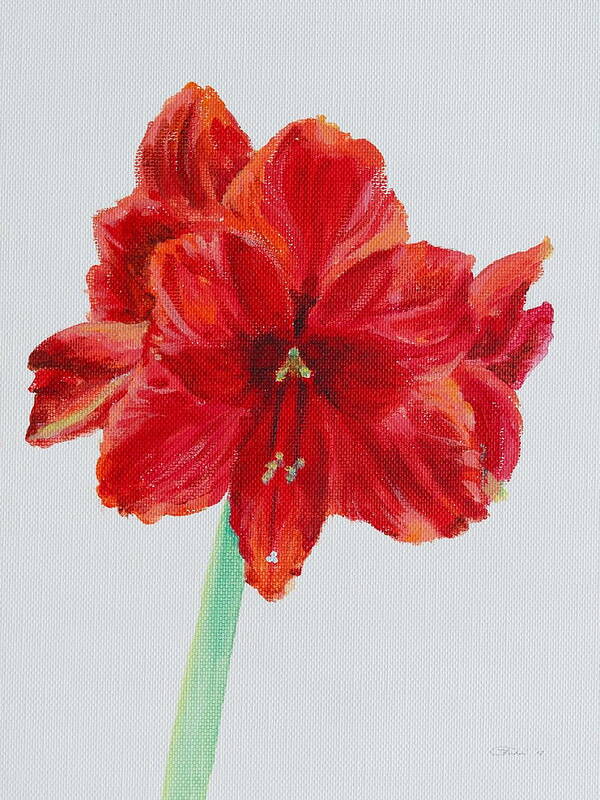 Red Art Print featuring the painting Amaryllis by Michele Myers