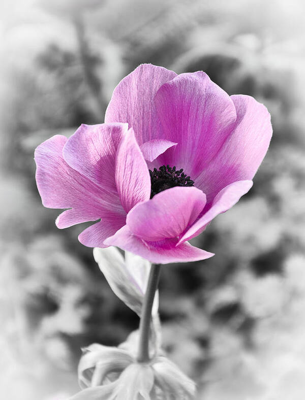 Anemone Art Print featuring the photograph Anemone by Georgette Grossman