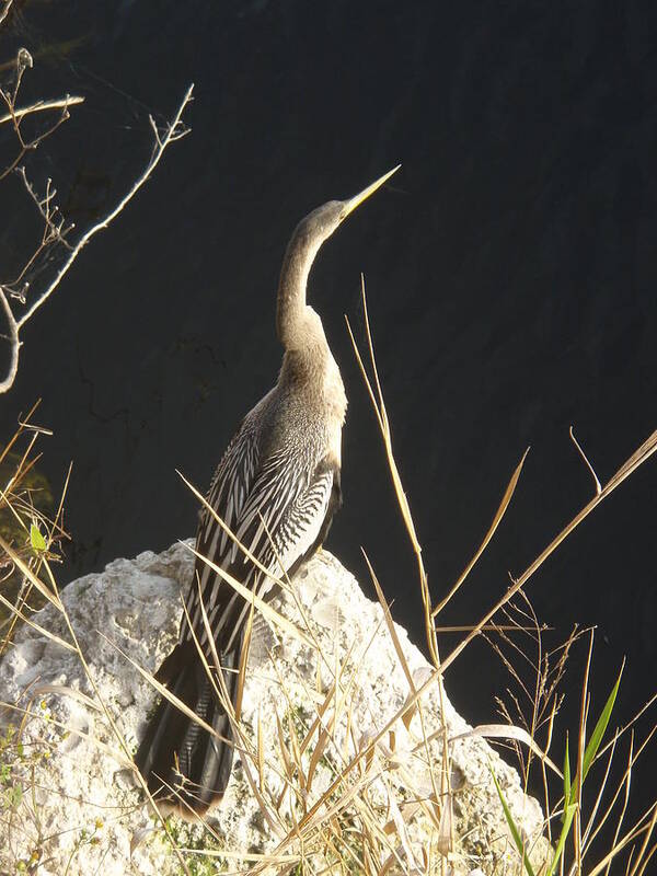 Anhinga Art Print featuring the photograph Anhinga by Robert Nickologianis