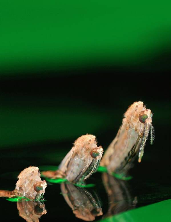 Anopheles Art Print featuring the photograph Anopheles Mosquito Emerging From Pupa by Cdc