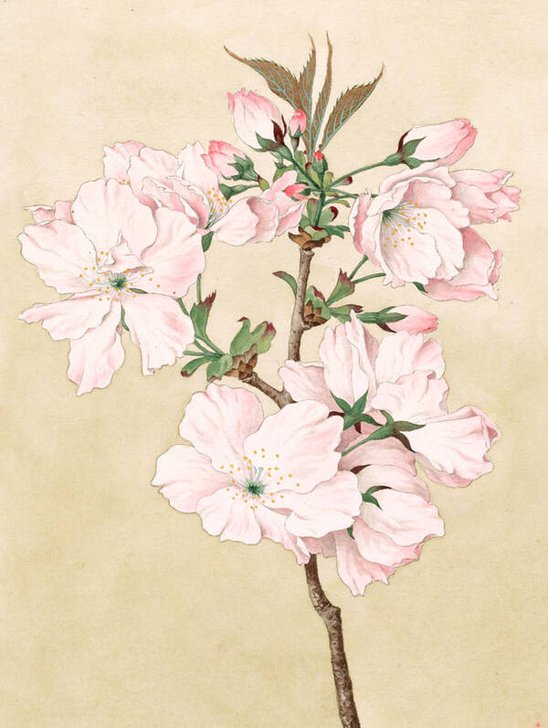 Ariake - Daybreak - Vintage Japanese Watercolor Art Print by Just