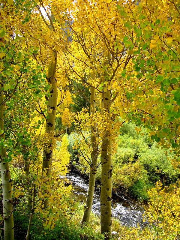 Aspen Art Print featuring the photograph Aspen Gold by Marilyn Diaz