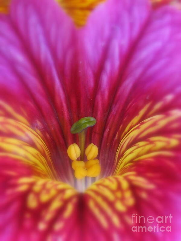 Flower Art Print featuring the photograph Astounded Photography by Holy Hands