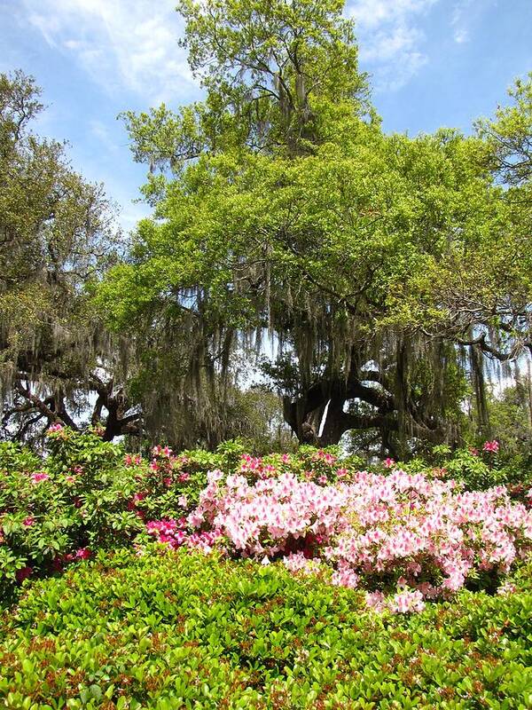 Landscape Art Print featuring the photograph At the Park by Beth Vincent