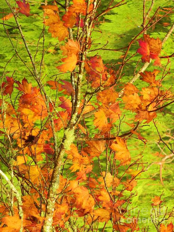Autumn Art Print featuring the photograph Autumn Leaves by Gallery Of Hope 