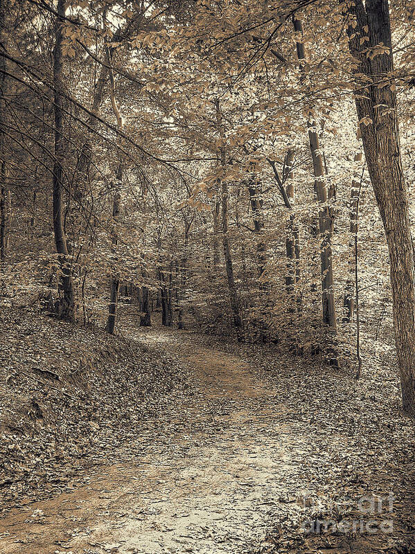Autumn Art Print featuring the photograph Autumn Trail by Jeff Breiman