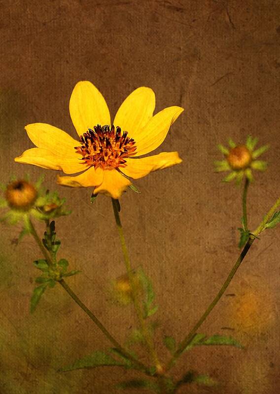 Flower Art Print featuring the photograph Autumn Yellow Wild Flower by Ester McGuire